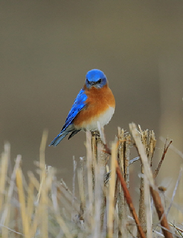 bluebirdmale sm